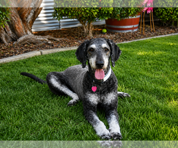 Medium Photo #1 Bernedoodle Puppy For Sale in Clovis, CA, USA