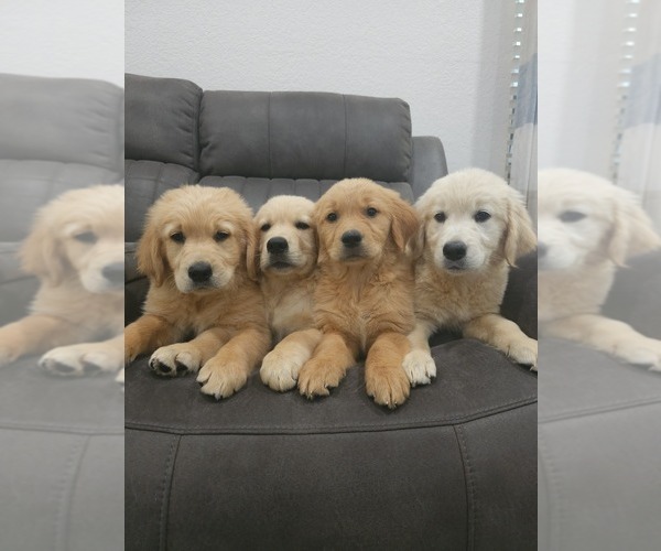 Medium Photo #1 Golden Retriever Puppy For Sale in ELVERTA, CA, USA