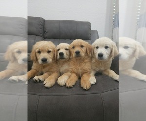 Medium Golden Retriever