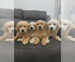 Small Golden Retriever