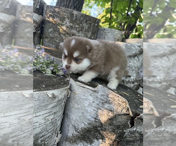 Medium Photo #2 Pomsky Puppy For Sale in STAPLES, MN, USA