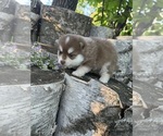 Small #1 Pomsky