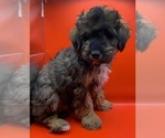 Small #3 Cavapoochon (Miniature)