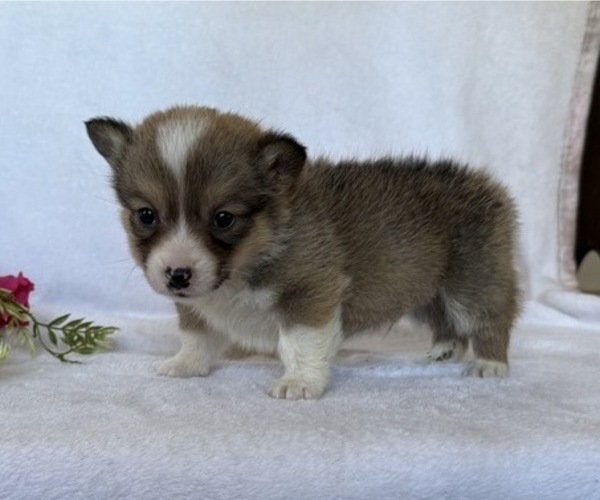 Medium Photo #6 Pembroke Welsh Corgi Puppy For Sale in STANLEY, WI, USA