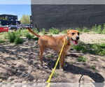Small #1 Labrador Retriever Mix