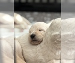Small #6 Labradoodle