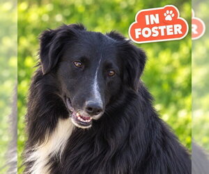Bearded Collie-Unknown Mix Dogs for adoption in Westminster, MD, USA