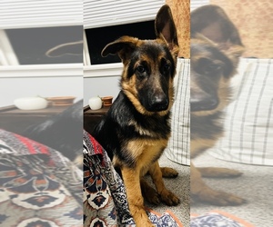 German Shepherd Dog Puppy for sale in FREEDOM, NH, USA