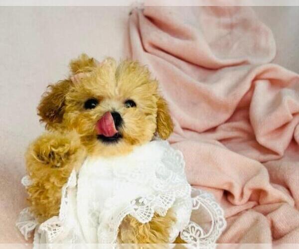 Medium Photo #6 Poodle (Toy) Puppy For Sale in ORLANDO, FL, USA