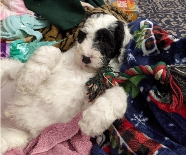 Medium Photo #4 Sheepadoodle Puppy For Sale in LITTLETON, CO, USA