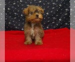Small #3 Yorkshire Terrier