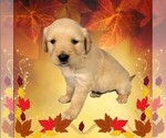 Puppy Hank Golden Retriever