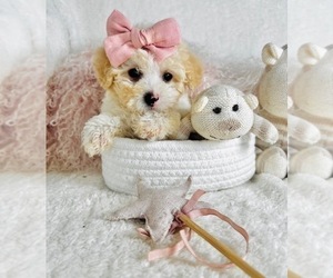 Poodle (Toy) Puppy for sale in WEST PALM BEACH, FL, USA