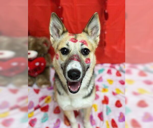 Medium Photo #7 Siberian Husky-Unknown Mix Puppy For Sale in Pleasanton, TX, USA