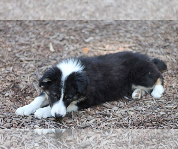Medium Photo #2 Border Collie-Unknown Mix Puppy For Sale in Paso Robles, CA, USA