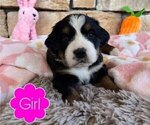Small Photo #7 Bernese Mountain Dog Puppy For Sale in BRANSON, MO, USA
