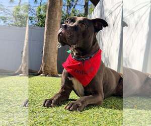 Elliot - Male Mutt Dog for Adoption - Photo #8