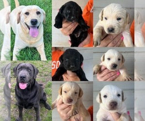 Labrador Retriever Puppy for Sale in ORANGEBURG, South Carolina USA