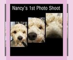 Small Photo #3 Poodle (Miniature) Puppy For Sale in Caldwell, NJ, USA