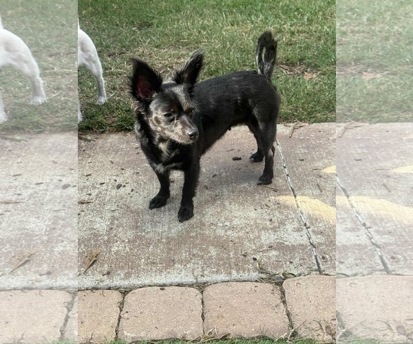 Medium Photo #3 Chion Puppy For Sale in Princeton, MN, USA