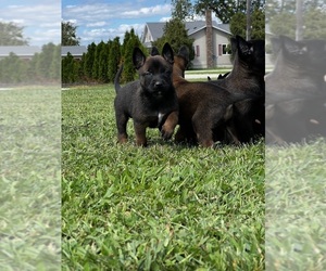 Belgian Malinois Puppy for sale in MONMOUTH, IL, USA