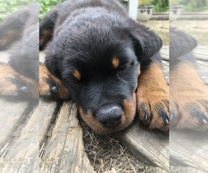 Rottweiler Puppy for sale in FOREST GROVE, OR, USA
