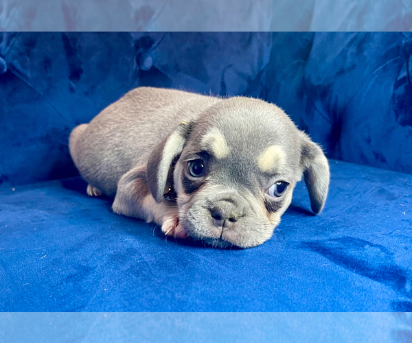 Medium Photo #2 French Bulldog Puppy For Sale in ENCINO, CA, USA