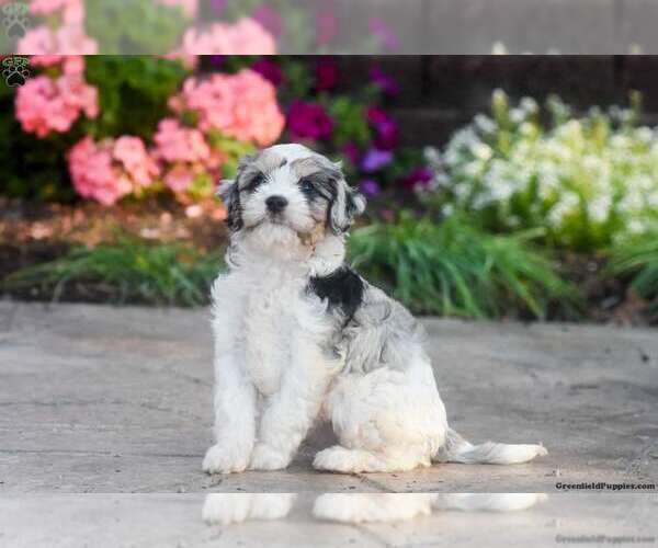 Medium Photo #2 Cavapoo Puppy For Sale in MILLERSBURG, PA, USA