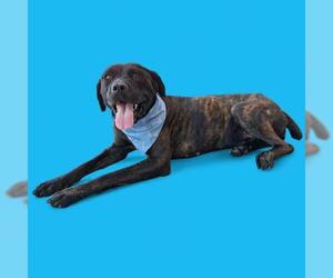 American Pit Bull Terrier Dogs for adoption in Bakersfield, CA, USA