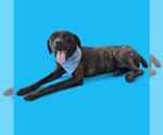 Small American Pit Bull Terrier