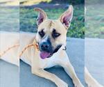 Small #1 American Pit Bull Terrier