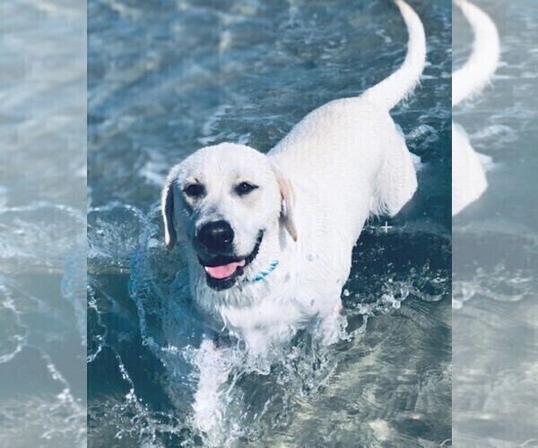 Medium Photo #1 Labrador Retriever Puppy For Sale in HAMPSTEAD, NC, USA