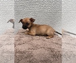 Small #2 Chiweenie-Jack Russell Terrier Mix