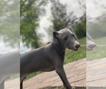 Small #53 Italian Greyhound