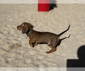 Medium Dachshund