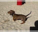 Puppy Red Boy Dachshund