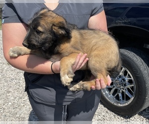 Aussiedoodle Puppy for sale in CYNTHIANA, KY, USA