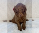Small Photo #7 Goldendoodle Puppy For Sale in STONEVILLE, NC, USA