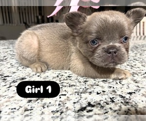 Medium French Bulldog
