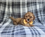 Small #1 Cavapoo