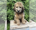 Small #3 Whoodle (Miniature)