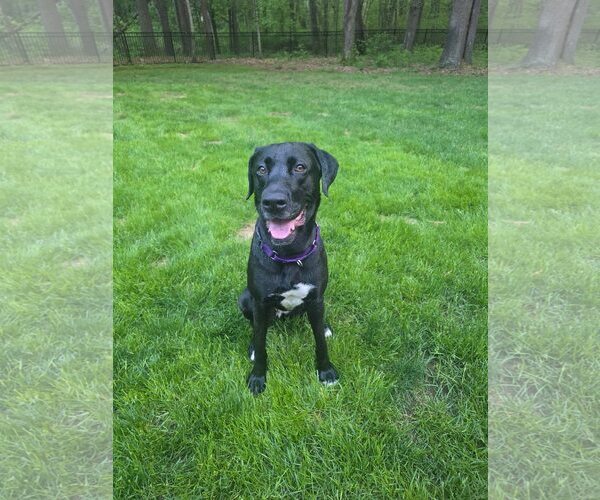 Medium Photo #4 Labrador Retriever Puppy For Sale in Limerick, ME, USA