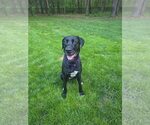 Small #3 Labrador Retriever