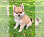 Nugget - Male Chiranian Puppy for Sale - Photo #2