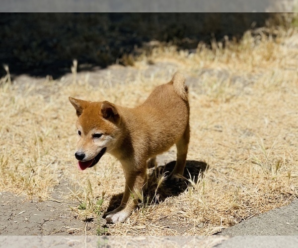 Medium Photo #9 Shiba Inu Puppy For Sale in FREMONT, CA, USA