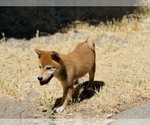 Small Photo #9 Shiba Inu Puppy For Sale in FREMONT, CA, USA