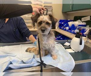 Mutt Dogs for adoption in Pasadena, CA, USA