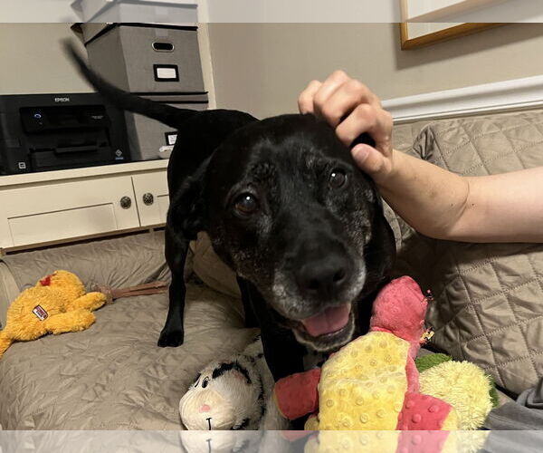 Medium Photo #46 Boxer-Unknown Mix Puppy For Sale in Mount Laurel, NJ, USA