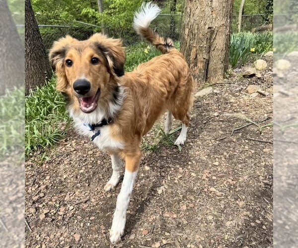Medium Photo #2 Collie-Unknown Mix Puppy For Sale in Dublin, OH, USA