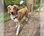 Small #1 Collie Mix